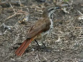 Gevlekte palmlijster