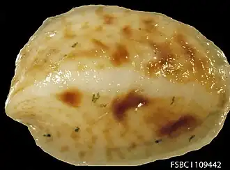 Crepidula maculosa