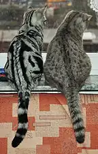 Zwart-zilver klassieke cyper (l) en zwart gevlekte cyper (r) Brits korthaar-katten