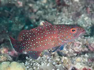 Plectropomus maculatus