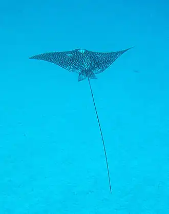 Gevlekte adelaarsrog