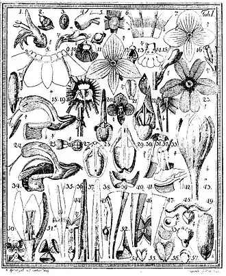 Plaat 1 uit Das entdeckte Geheimnis... met onder andere een illustratie van de bestuiving van Veldsalie door een hommel (nr. 24)