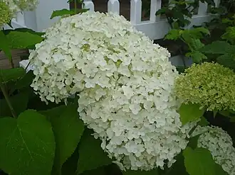 Annabelle (hortensia)