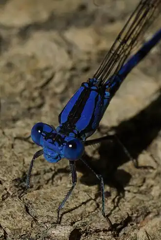 Argia plana