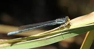 Pseudagrion caffrum