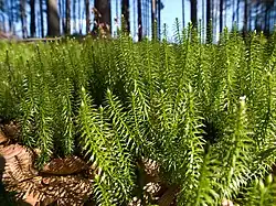 Lycopodium annotinum een wolfsklauw (stekende wolfsklauw)