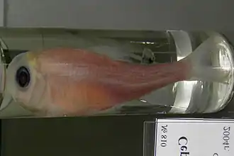 Squalidus argentatus