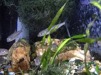 Squalidus chankaensis biwae