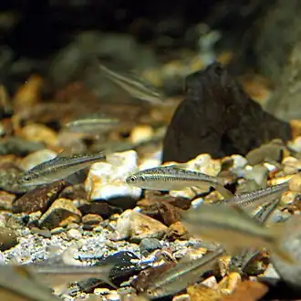 Squalidus gracilis gracilis