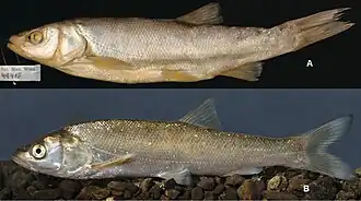 Squalius microlepis