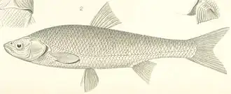 Leuciscus waleckii