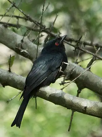 Rechtstaartdrongo
