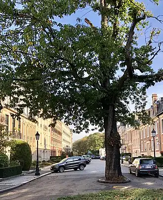 Zicht van de Bossquare met de Witte paardenkastanje