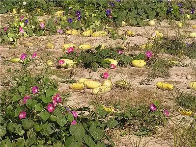 Kalebassen op een akker