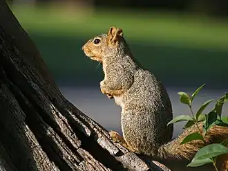 Amerikaanse voseekhoorn