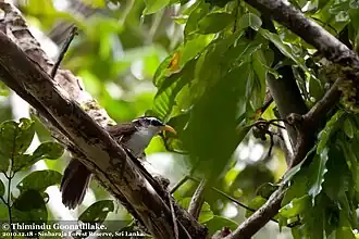 Ceylonese kruiplijster