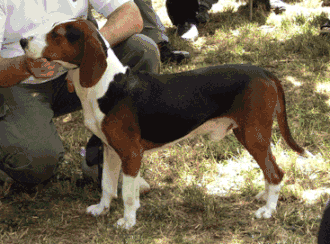 Srpski trobojni gonic