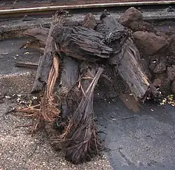 Houtfragmenten (Xyliet) in bruinkool door niet volledig doorlopen inkoling