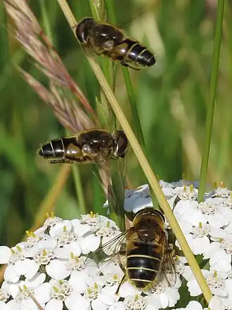 Puntbijvlieg (Eristalis nemorum)