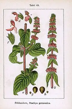 Illustratie door Jacob Sturm