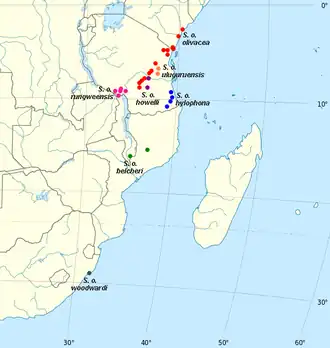 Olijfkleurige ketellapper