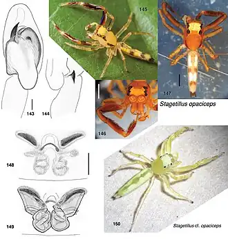 Stagetillus opaciceps