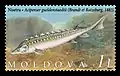 A. gueldenstaedtii op postzegel uit Moldavië