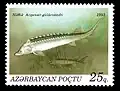 A. gueldenstaedtii op postzegel uit Azerbeidzjan