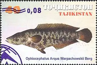 Channa argus warpachowskii