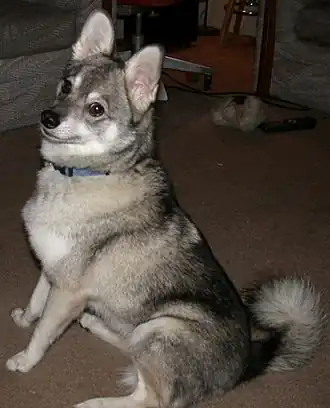 Alaskan klee kai