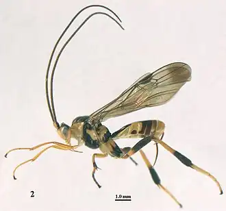 Stantonia angustata