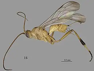 Stantonia chaoi