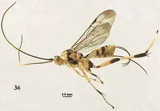 Stantonia gracilis