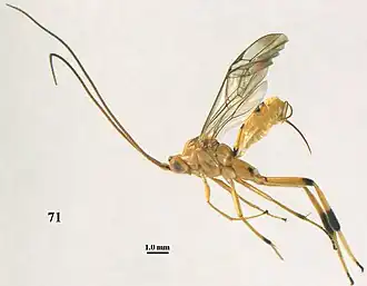 Stantonia ruficornis