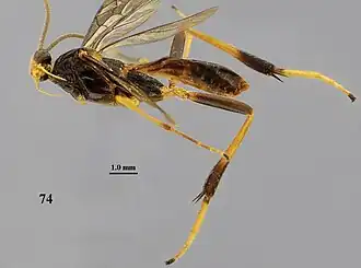Stantonia spasskensis