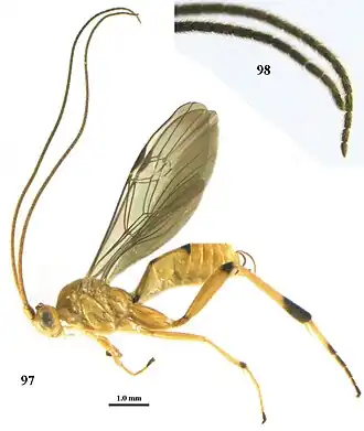 Stantonia sumatrana
