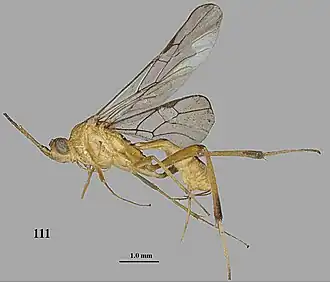 Stantonia tianmushana