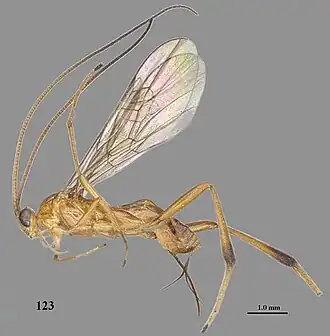 Stantonia xiangqianensis