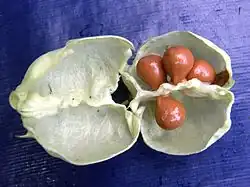 geopende vrucht met zaden