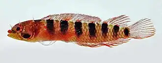 Starksia fasciata