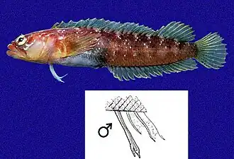 Starksia galapagensis