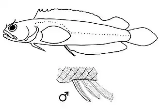 Starksia lepidogaster