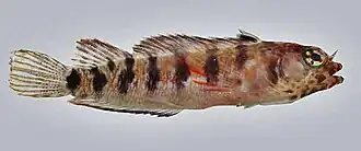 Starksia smithvanizi