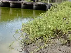 Aan de waterkant op Maui