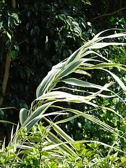 Variëteit "variegata"