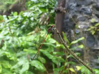 Megalagrion hawaiiense