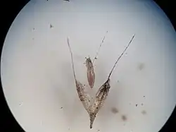 Aartje met graanvrucht