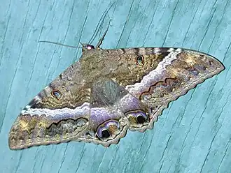 Ascalapha odorata