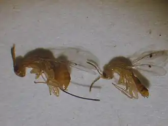 Megastigmus transvaalensis