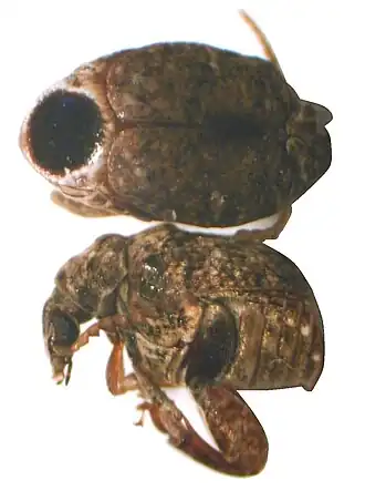 Specularius impressithorax